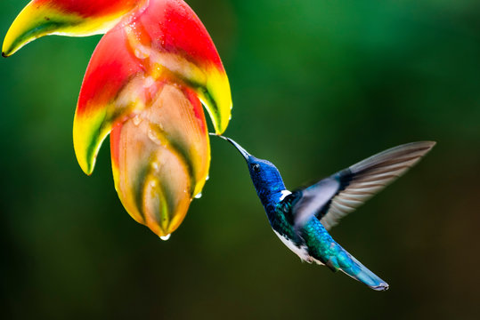 White-necked Jacobin (Florisuga mellivora) (Collared Hummingbird), Boca Tapada
