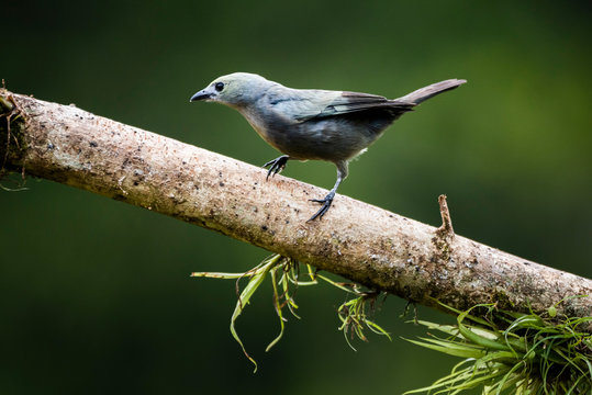 Palm Tanager (Thraupis palmarum), Boca Tapada