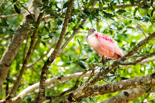 Roseate Spoonbill (Platalea ajaja), Tarcoles River, Carara National Park, Puntarenas Province