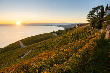 Sunset in the Vineyards of Lavaux at Lake Geneva, Switzerland
