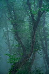 A foggy day in Hoia Baciu Forest, the most famous haunted forest in the world