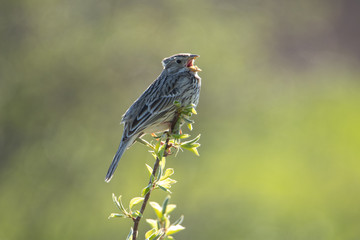 Corn Bunting sitting on a branch and sings. The beak opened. Beautiful portrait of a bird. The background is blurred.