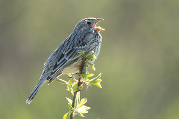 Corn Bunting sitting on a branch and sings. The beak opened. Beautiful portrait of a bird. The background is blurred. - obrazy, fototapety, plakaty