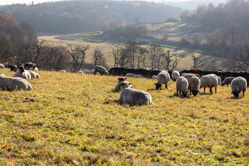 herd of sheeps in Germany - Taunus
