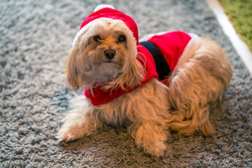 Hund im Weihnachtskostüm auf dem Teppich