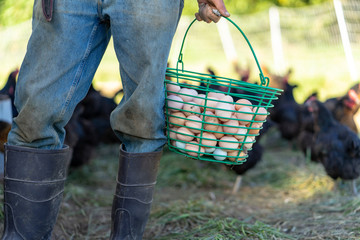 Farmer is holding free range organic chicken eggs bucket