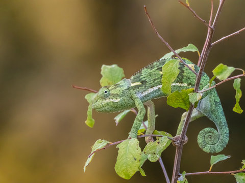 An adult flap-necked chameleon (Chamaeleo dilepis), South Luangwa National Park, Zambia