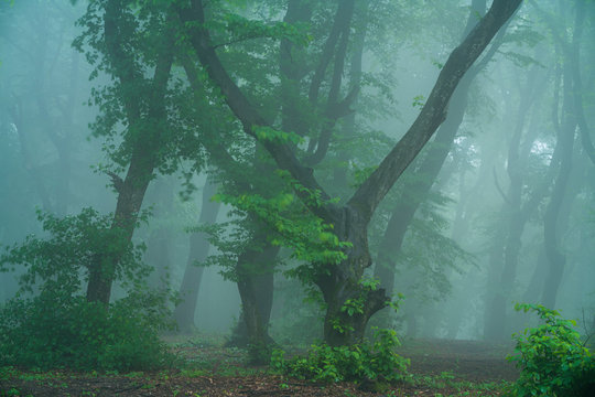 A foggy day in Hoia Baciu Forest, the most famous haunted forest in the world