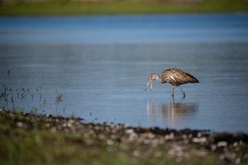 Limpkin with Breakfast