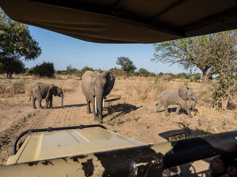 Fototapeta African bush elephants (Loxodonta africana), near a safari truck in South Luangwa National Park, Zambia