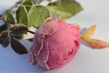 Pink rose covered with hoarfrost on a white background.