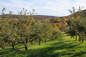 Apple trees line an orchard in Quechee, Vermont.