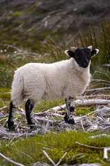 Litte Lamb in the Highland of Scotland