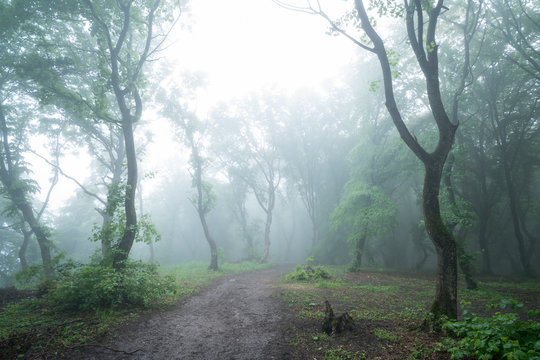 A foggy day in Hoia Baciu Forest, the most famous haunted forest in the world