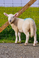 Fototapeta premium Little Lamb in Scotland