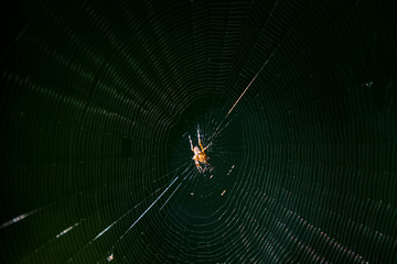 A spider and its web deep in the forest