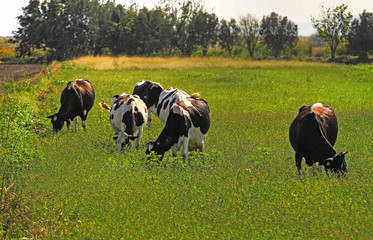 cows grazing in the meadow