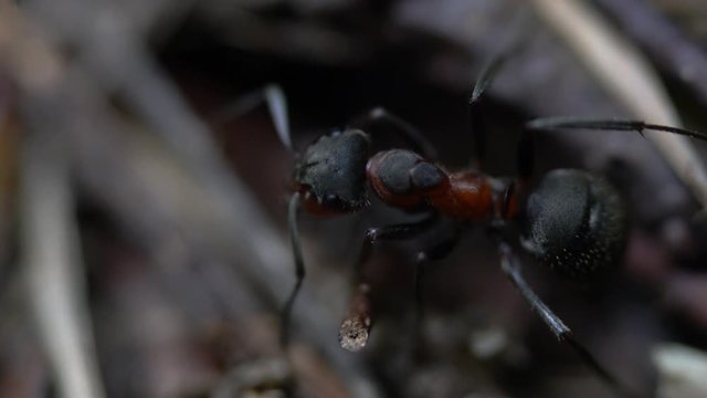 Ant controlling entrance in anthill - (4K)