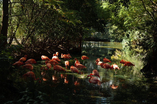 Florida Flamingos - Powered by Adobe