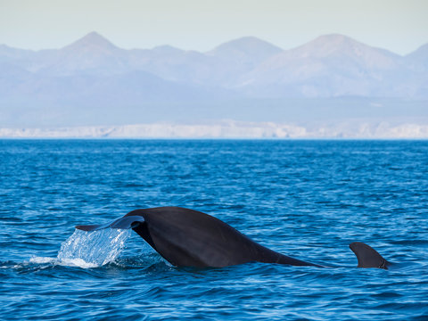 Short-finned pilot whale (Globicephala macrorhynchus), tail-lobbing off Isla San Marcos, Baja California Sur, Mexico