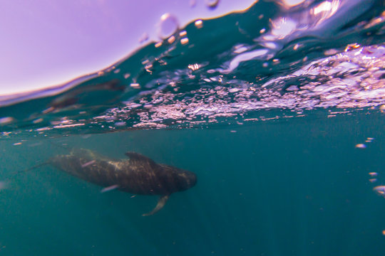 Short-finned pilot whale (Globicephala macrorhynchus), underwater off Isla San Marcos, Baja California Sur, Mexico