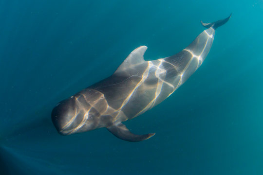 Short-finned pilot whale (Globicephala macrorhynchus), underwater off Isla San Marcos, Baja California Sur, Mexico