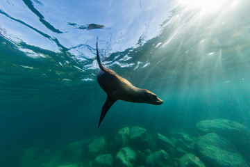 Playful California sea lion (Zalophus californianus), underwater at Los Islotes, Baja California Sur, Mexico