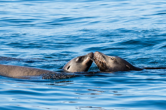 Playful California sea lions (Zalophus californianus), at Los Islotes, Baja California Sur, Mexico