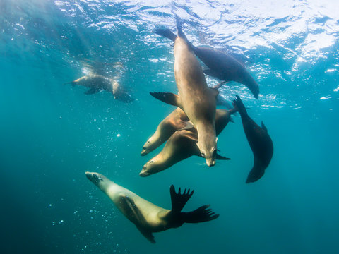 Curious California sea lions (Zalophus californianus), underwater at Los Islotes, Baja California Sur, Mexico