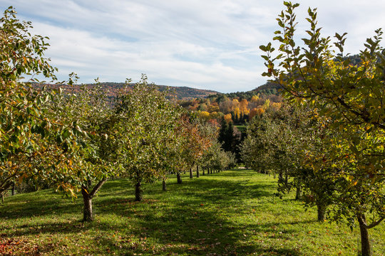 Apple trees line an orchard in Quechee, Vermont.
