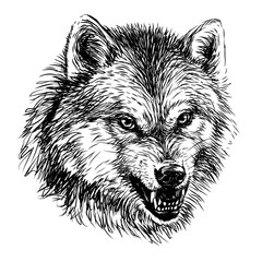 Angry wolf. Sketchy, graphical,  portrait of a wolf head on a white background.
