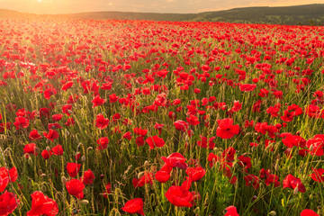 Red poppies, backlit field at sunrise, beautiful wild flowers, Peak District National Park, Baslow, Derbyshire