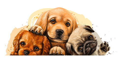 Puppies. Cavalier King Charles Spaniel, Labrador and Pug. Art, color wall sticker with the image of dogs on a white background in a watercolor style.