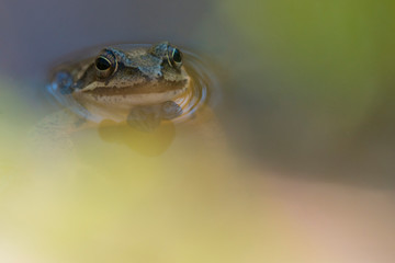 Obraz na płótnie Canvas Agile frog photographed in a small pond