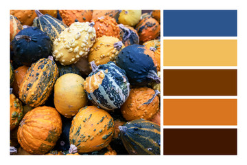A variety autumn decoration pumpkin in a Color palette swatches. Combination of color scheme inspired by autumn.