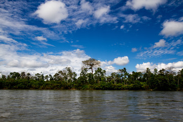 Kapok is a symbolic tree of the Amazon rainforest. Napo River. Ecuador