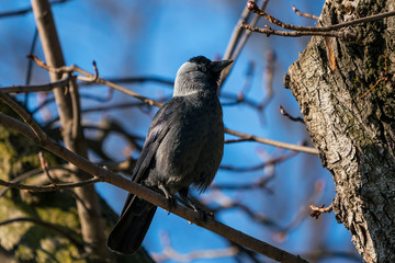European jackdaw on a branch very close to the nest