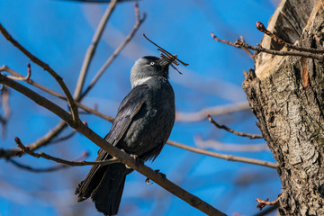 European jackdaw on a branch very close to the nest