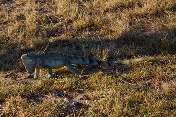 A Brazilian savannah (Cerrado) lizard. Mato Grosso, Brazil