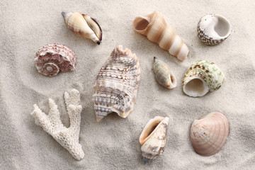 Sea shells and coral on the sand