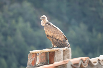 Buitre en la chimenea