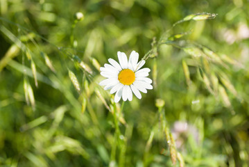 Lonely daisy in the grass on the field.