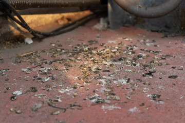 Dried bird poops on concrete floor
