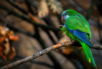 Monk parakeet