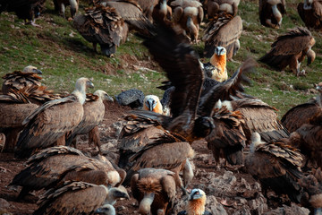 Tres  tipos de Buitres