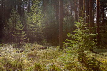 bright sunlight penetrates through the branches and illuminates the young spruce