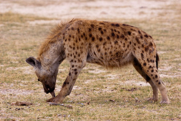 Hyena in Kenya, East Africa