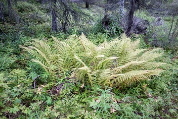 Fern grows in the wild forest. North Karelia. Russia