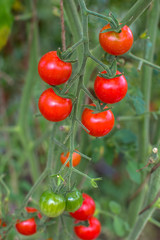 bunch red cherry tomato in the greenhouse