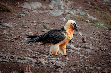Bearded_Vulture